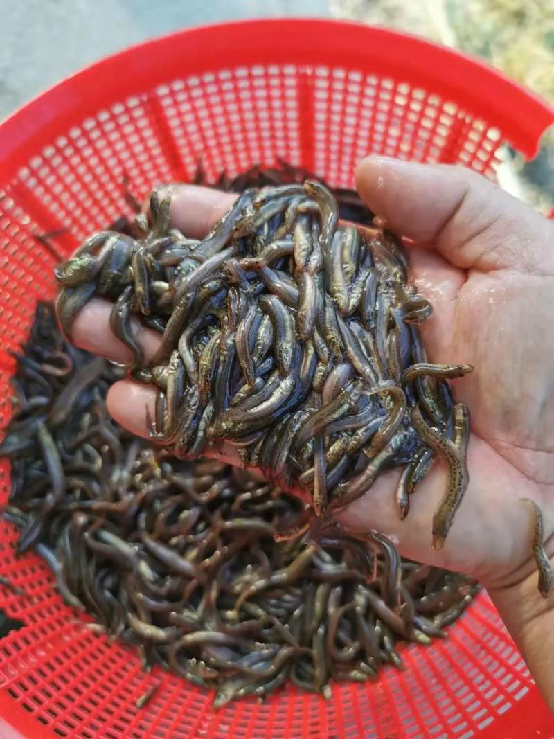 【苗场直发】泥鳅苗泥鳅水花苗泥鳅寸苗量大从优