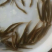 【苗场直发】泥鳅苗泥鳅水花苗泥鳅寸苗量大从优