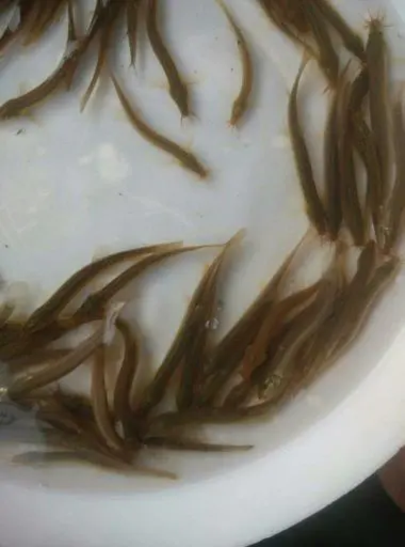 【苗场直发】泥鳅苗泥鳅水花苗泥鳅寸苗量大从优