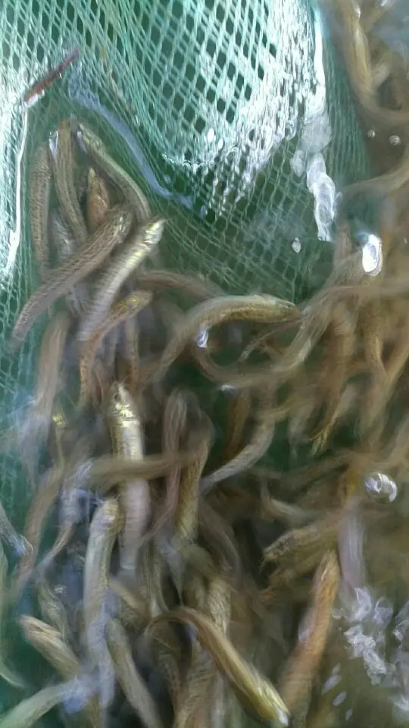 【苗场直发】泥鳅苗泥鳅水花苗泥鳅寸苗量大从优