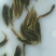 【苗场直发】泥鳅苗泥鳅水花苗泥鳅寸苗量大从优