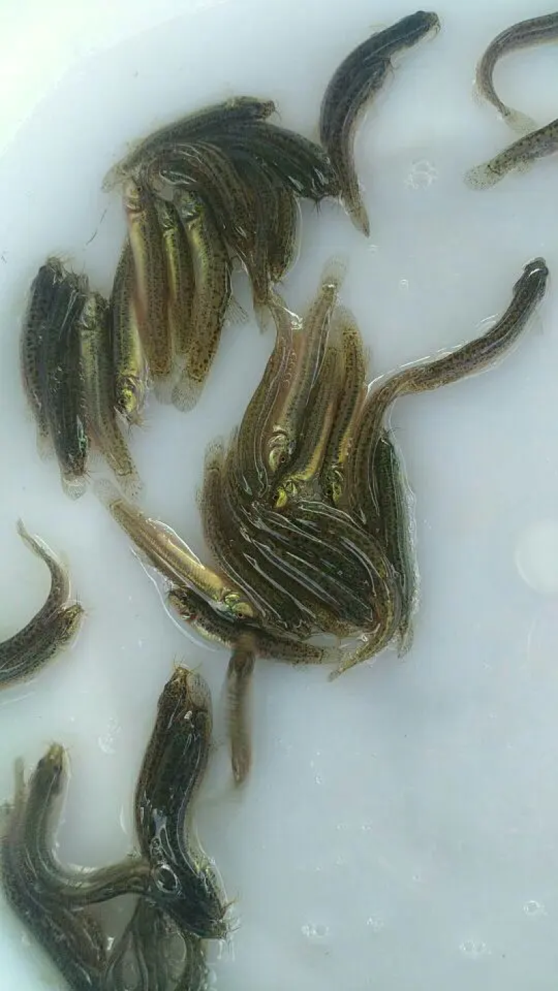 【苗场直发】泥鳅苗泥鳅水花苗泥鳅寸苗量大从优