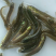 【苗场直发】泥鳅苗泥鳅水花苗泥鳅寸苗量大从优