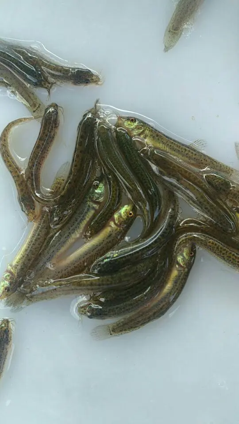 【苗场直发】泥鳅苗泥鳅水花苗泥鳅寸苗量大从优