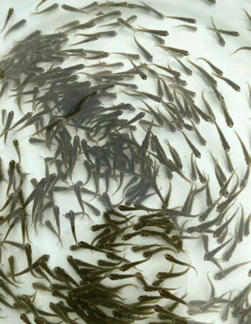 草鱼苗活体淡水养殖草鱼苗淡水鱼苗包活活体鱼活体