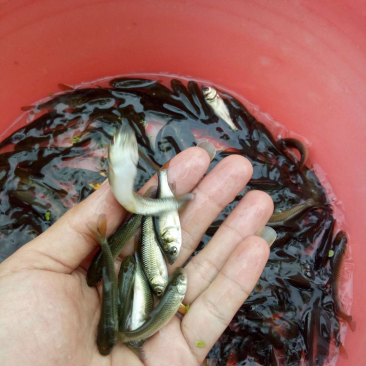草鱼苗活体淡水养殖草鱼苗淡水鱼苗包活活体鱼活体
