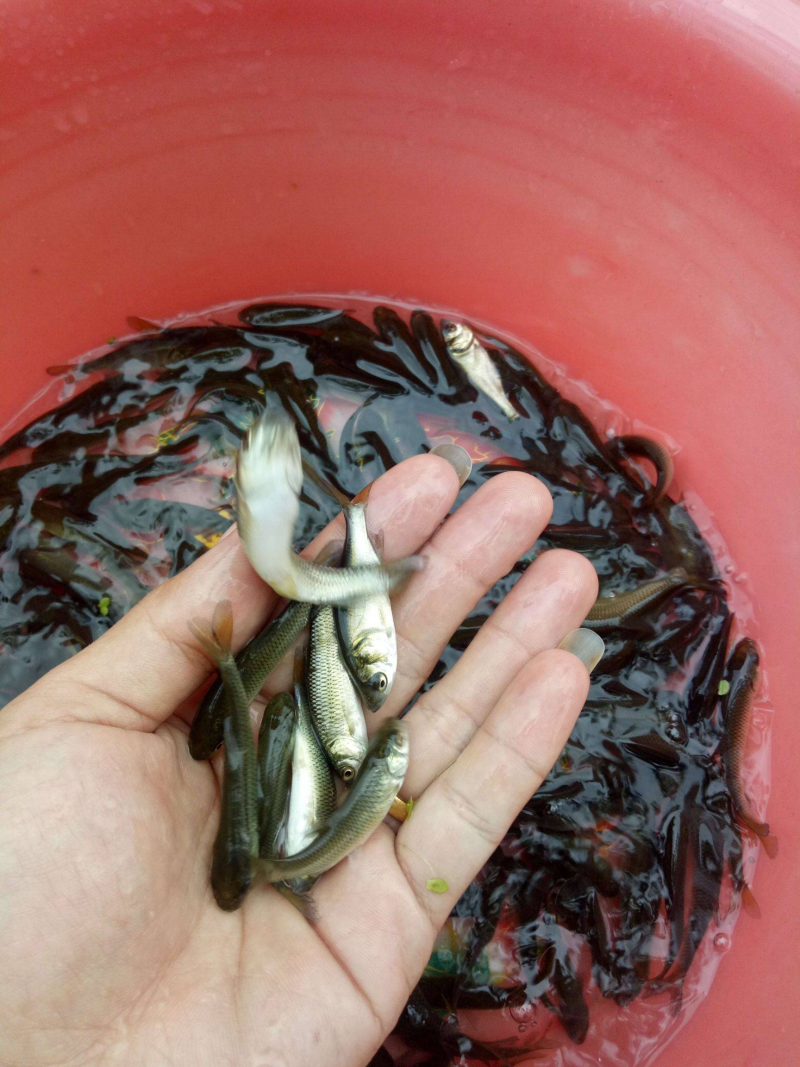 草鱼苗活体淡水养殖草鱼苗淡水鱼苗包活活体鱼活体
