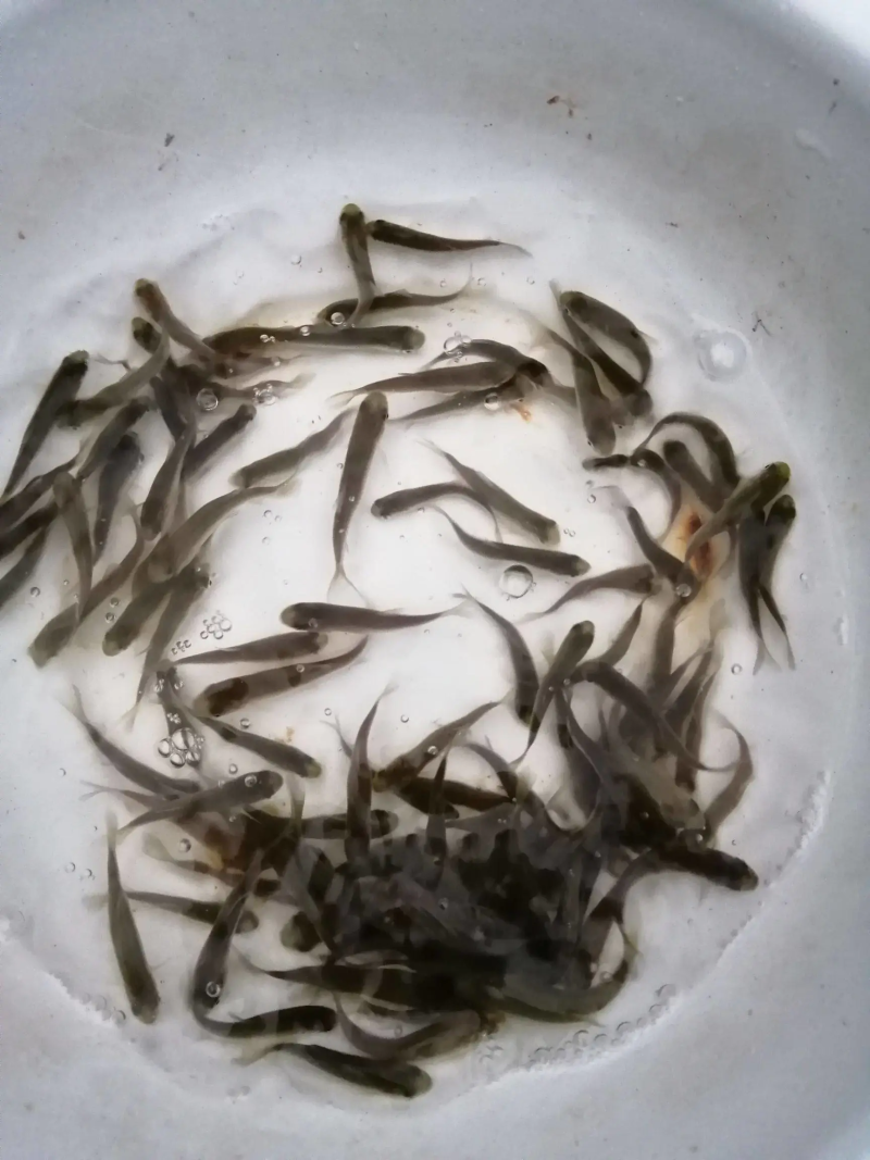 草鱼苗活体淡水养殖草鱼苗淡水鱼苗包活活体鱼活体