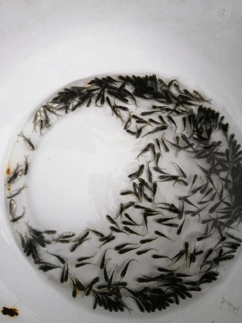 草鱼苗活体淡水养殖草鱼苗淡水鱼苗包活活体鱼活体