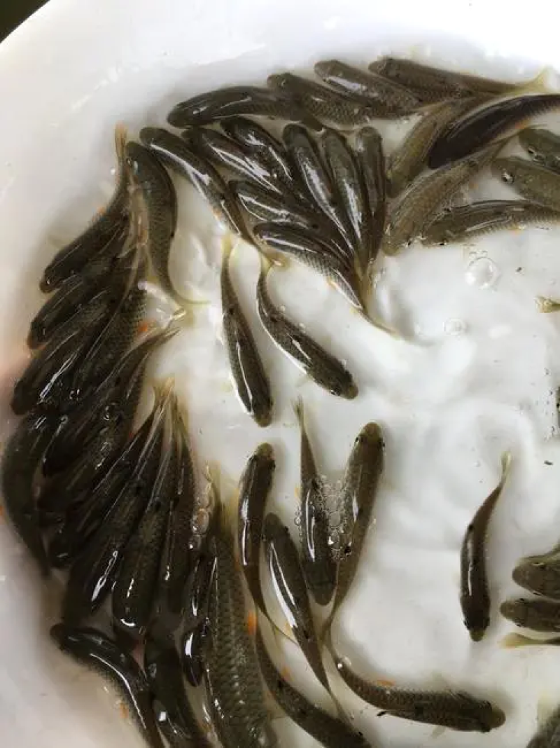 鲈鱼苗加州鲈鱼苗大口黑鲈鱼苗大量供应，请私聊我