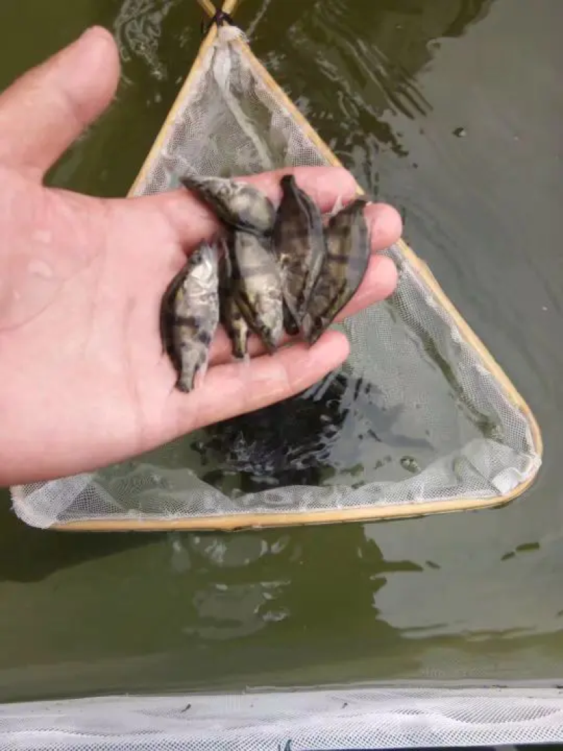 鳜鱼苗，桂鱼苗，饵料鱼出售桂鱼苗质量保证产地直供