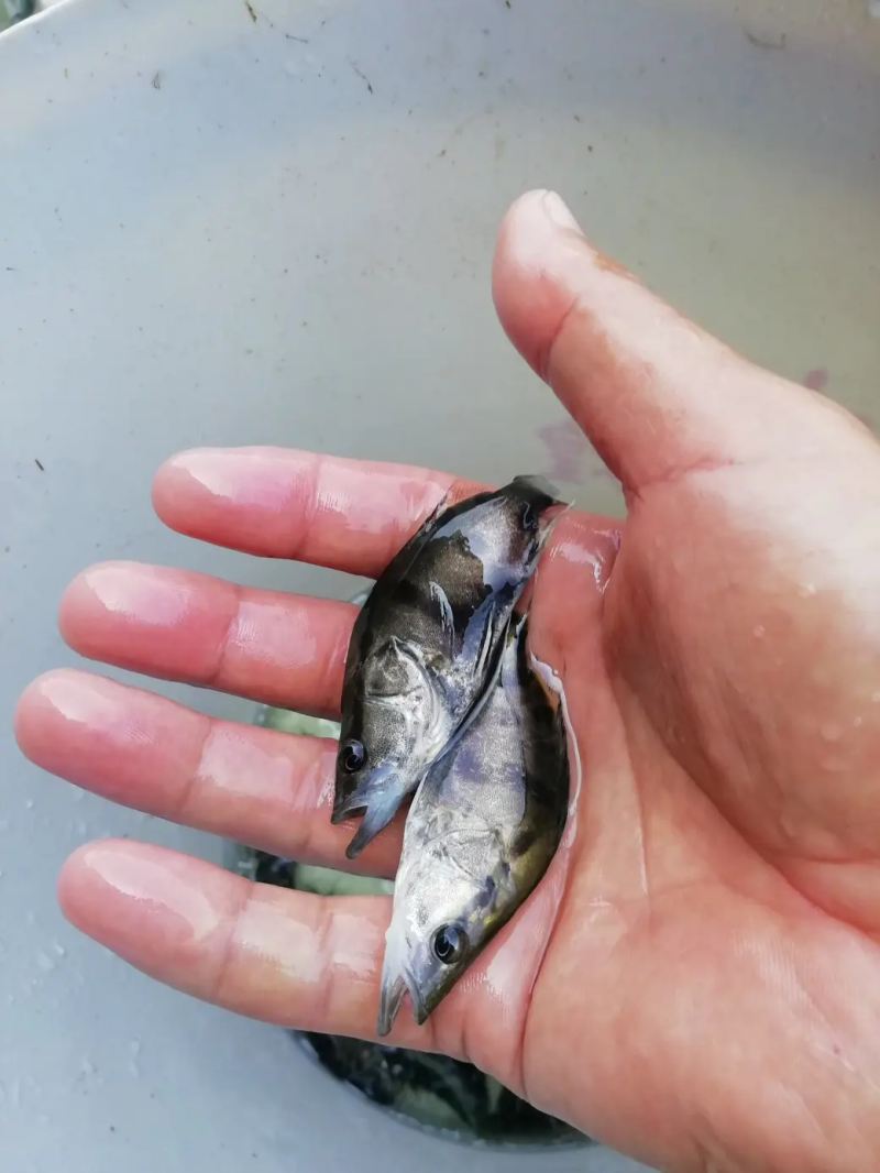 鳜鱼苗，桂鱼苗，饵料鱼出售桂鱼苗质量保证产地直供