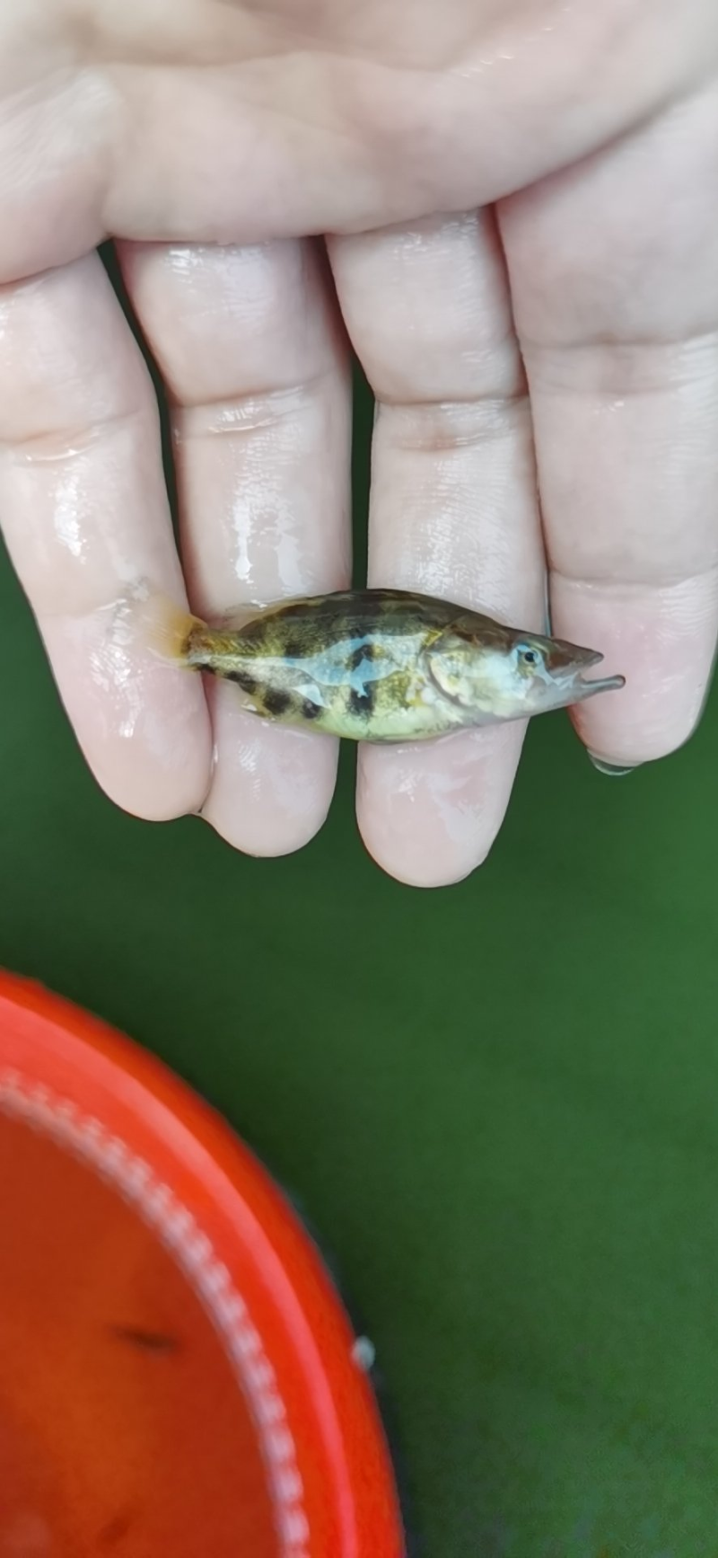 鳜鱼苗，桂鱼苗，饵料鱼出售桂鱼苗质量保证产地直供