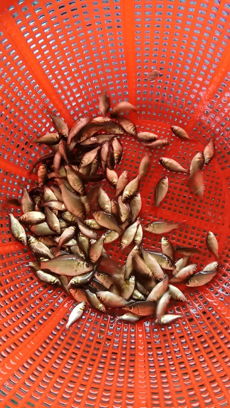 鲫鱼苗及各种鱼苗，长势快，包技术，包成活，基地直供