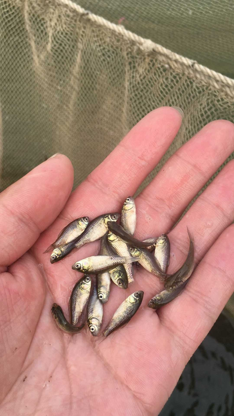 鲫鱼苗及各种鱼苗，长势快，包技术，包成活，基地直供
