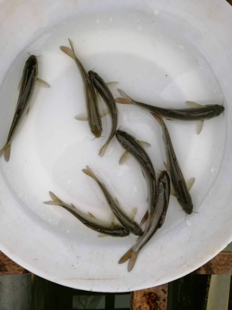 银鳕鱼苗大鳞耙鱼苗肉质鲜美耐运输易成活