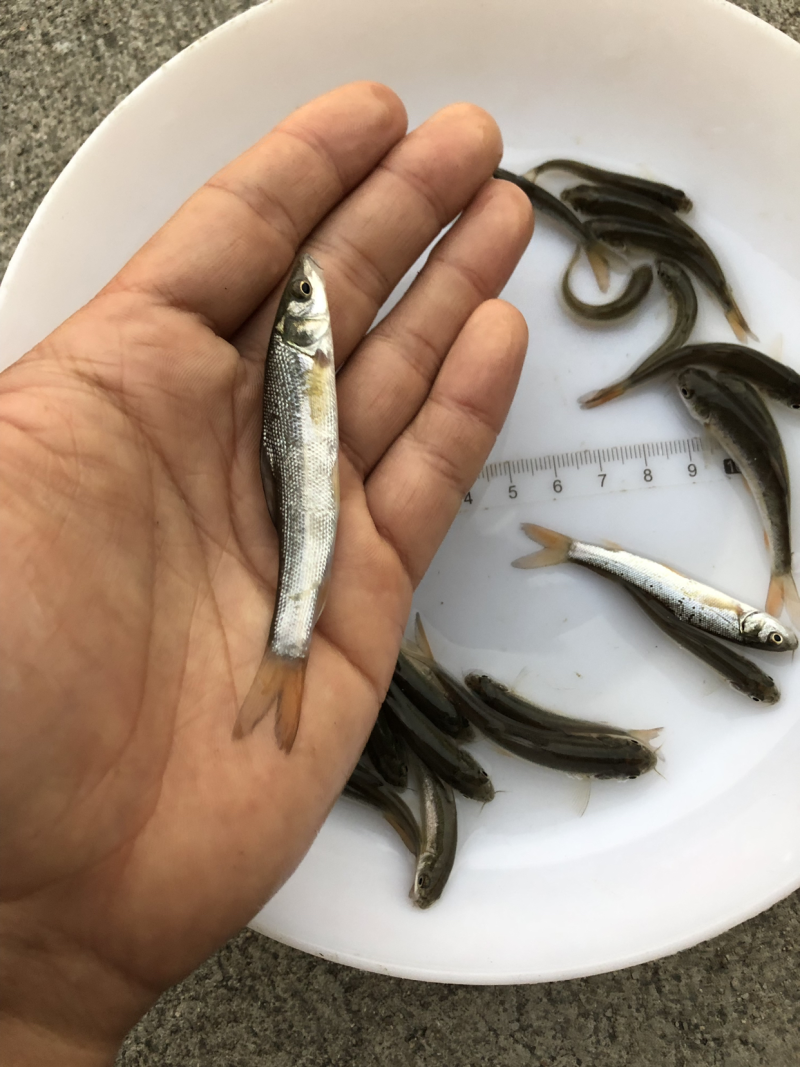 银鳕鱼苗大鳞耙鱼苗肉质鲜美耐运输易成活