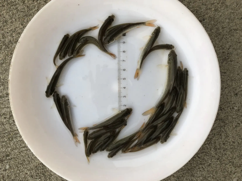 银鳕鱼苗大鳞耙鱼苗肉质鲜美耐运输易成活