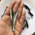 银鳕鱼苗大鳞耙鱼苗肉质鲜美耐运输易成活
