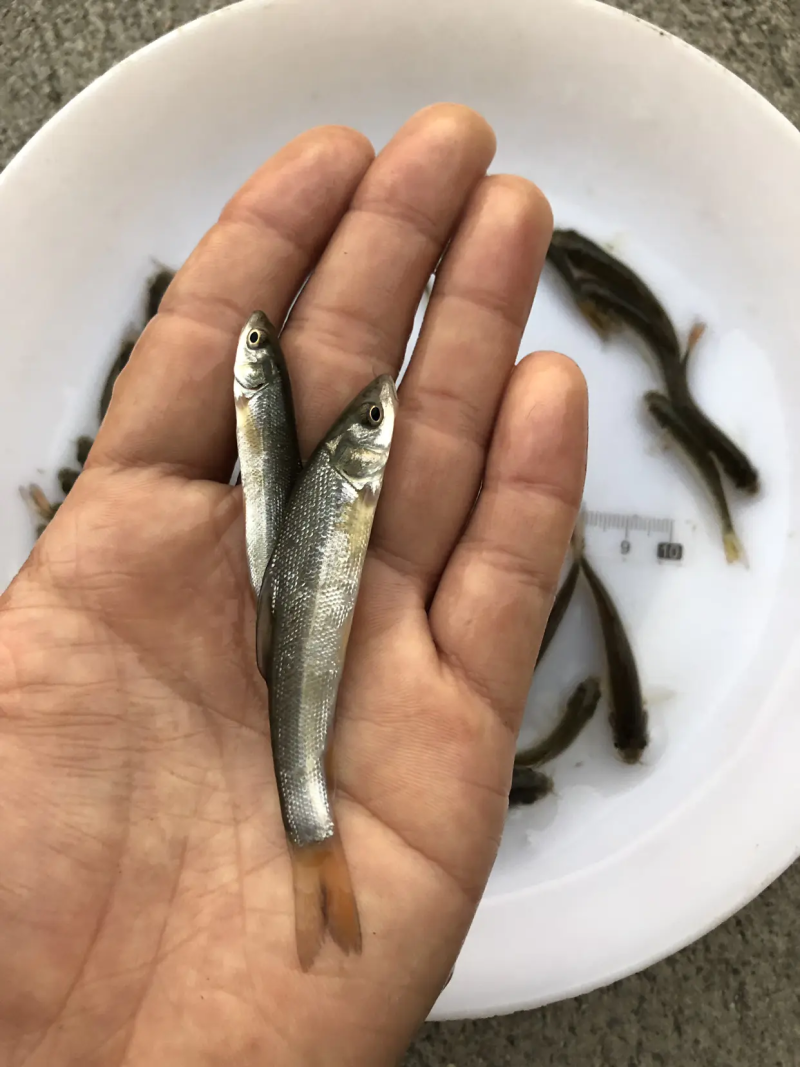 银鳕鱼苗大鳞耙鱼苗肉质鲜美耐运输易成活