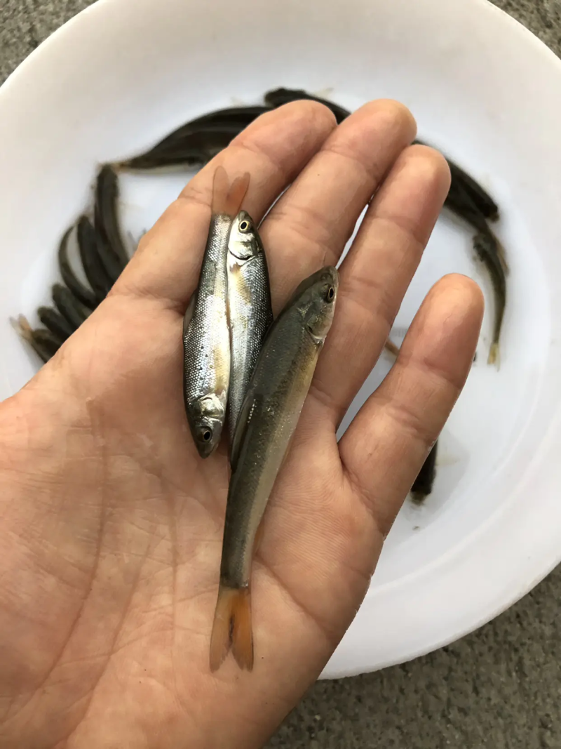 银鳕鱼苗大鳞耙鱼苗肉质鲜美耐运输易成活