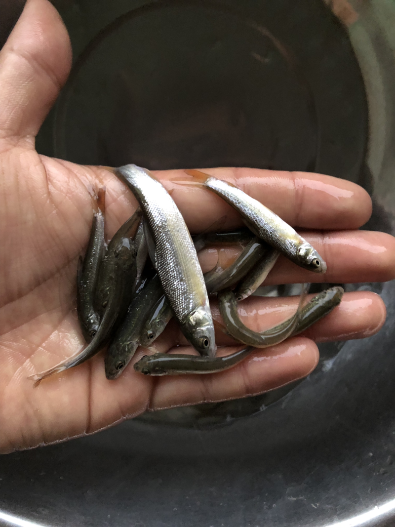 银鳕鱼苗大鳞耙鱼苗肉质鲜美耐运输易成活