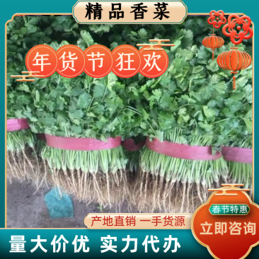 特惠小叶香菜25公分以上产地市场低价出售直供商超