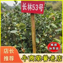 （）高产嫁接油茶杯苗基地直发，质量保证品种齐全