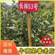 （）高产嫁接油茶杯苗基地直发，质量保证品种齐全