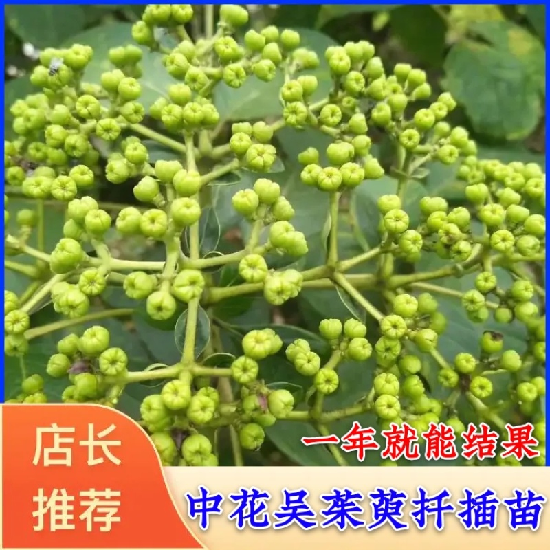 （包邮）正宗中花吴茱萸苗品种可出口东南亚一年苗就结果