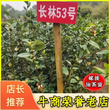 （包邮）基地直发高产嫁接油茶苗长林系列品种齐全质量保证