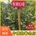 （包邮）基地直发高产嫁接油茶苗长林系列品种齐全质量保证