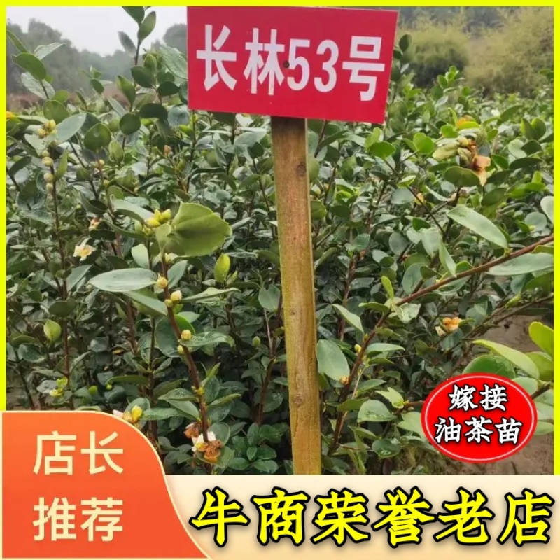 （包邮）基地直发高产嫁接油茶苗长林系列品种齐全质量保证