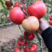 西红柿种苗大粉西红柿苗粉果西红柿苗抗病性好产量高