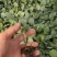 青梗散花菜苗有机松花菜苗小米粒菜花苗根系发达易成活