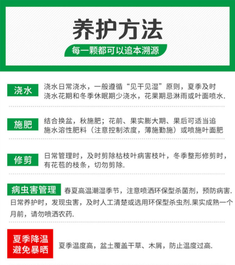 嫁接阳光玫瑰葡萄苗日本晴王葡萄苗纯5BB3309砧木