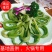精品贡菜，产地直供，价格美丽，欢迎餐饮行业洽谈
