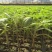 黄色小西红柿苗越冬小番茄苗抗病性好商品性好