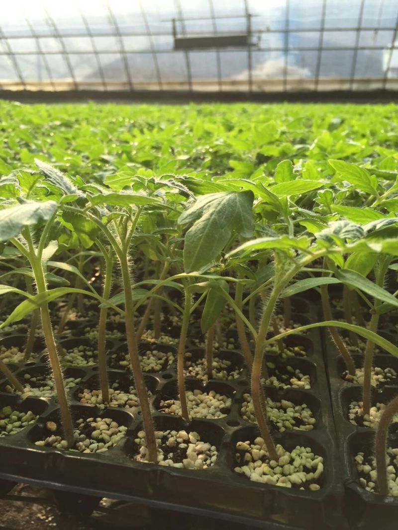 黄色小西红柿苗越冬小番茄苗抗病性好商品性好