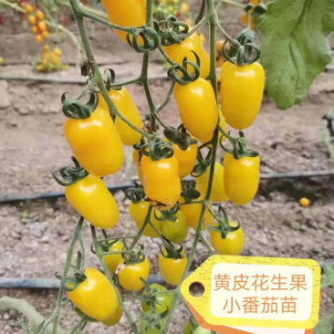 黄色小柿子苗圣女果苗樱桃番茄嫁接苗花生果西红柿苗