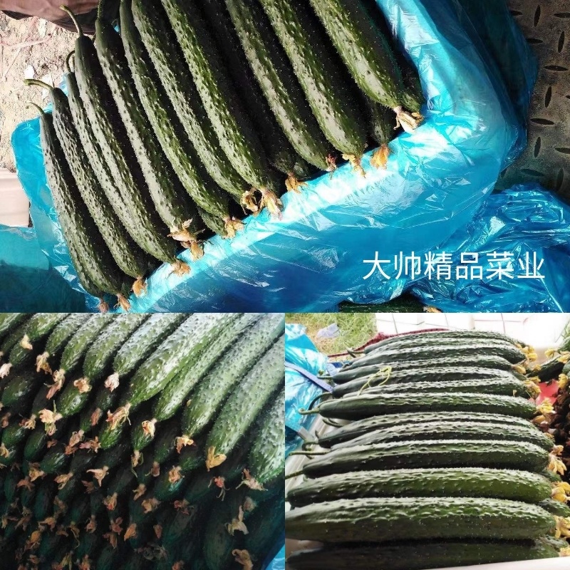 山东精品密刺黄瓜产地直销。价格优惠质量保证欢迎选购