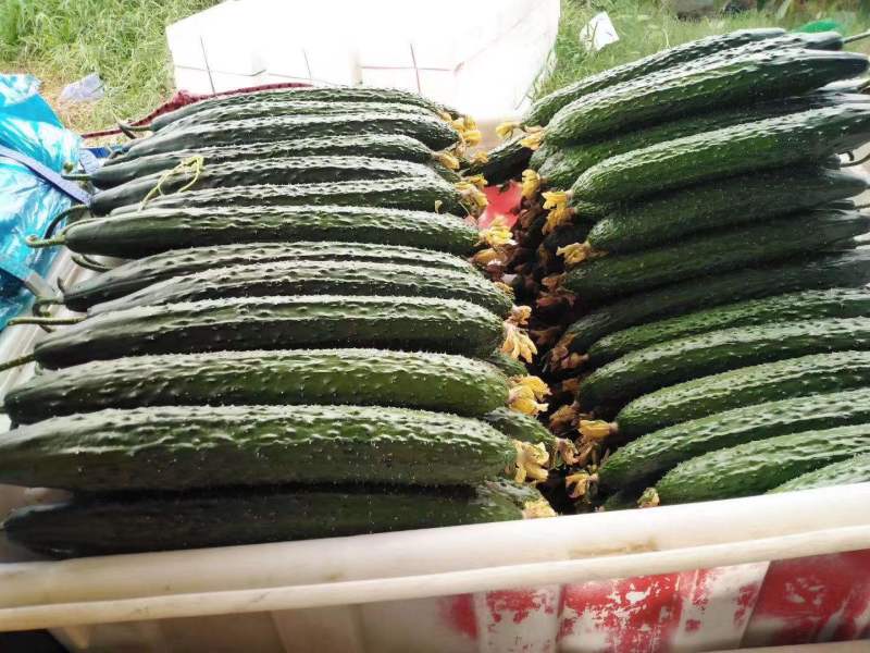 山东精品密刺黄瓜产地直销。价格优惠质量保证欢迎选购