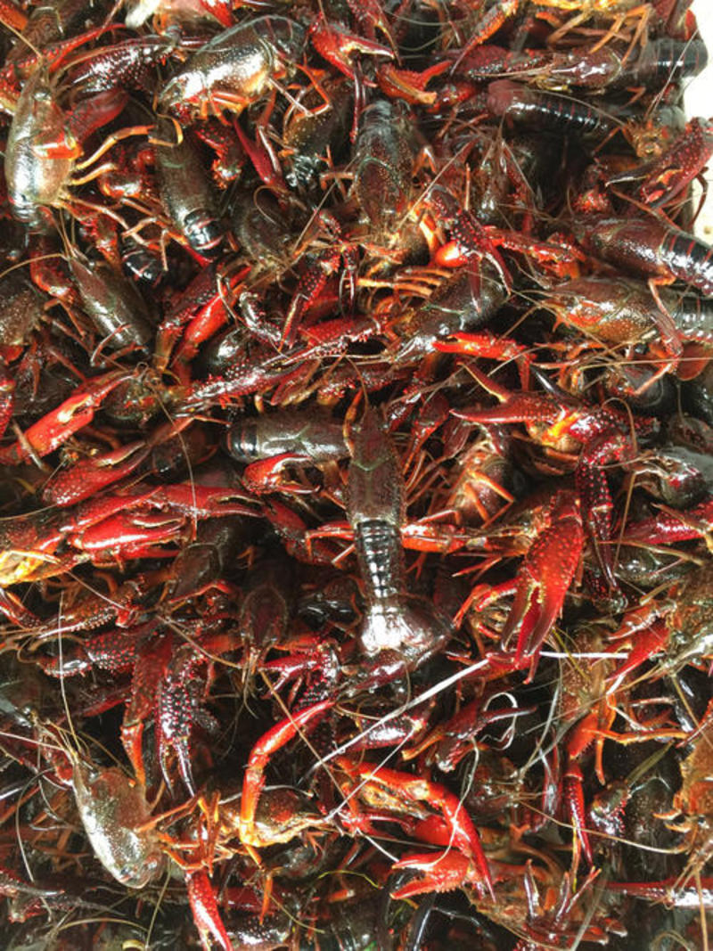 【推荐】湖北清水小龙虾大量上市，对接全国市场，量大优惠