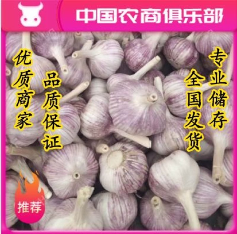 山东金乡大蒜太空大蒜，常年出售产地储存，代购，行情分析