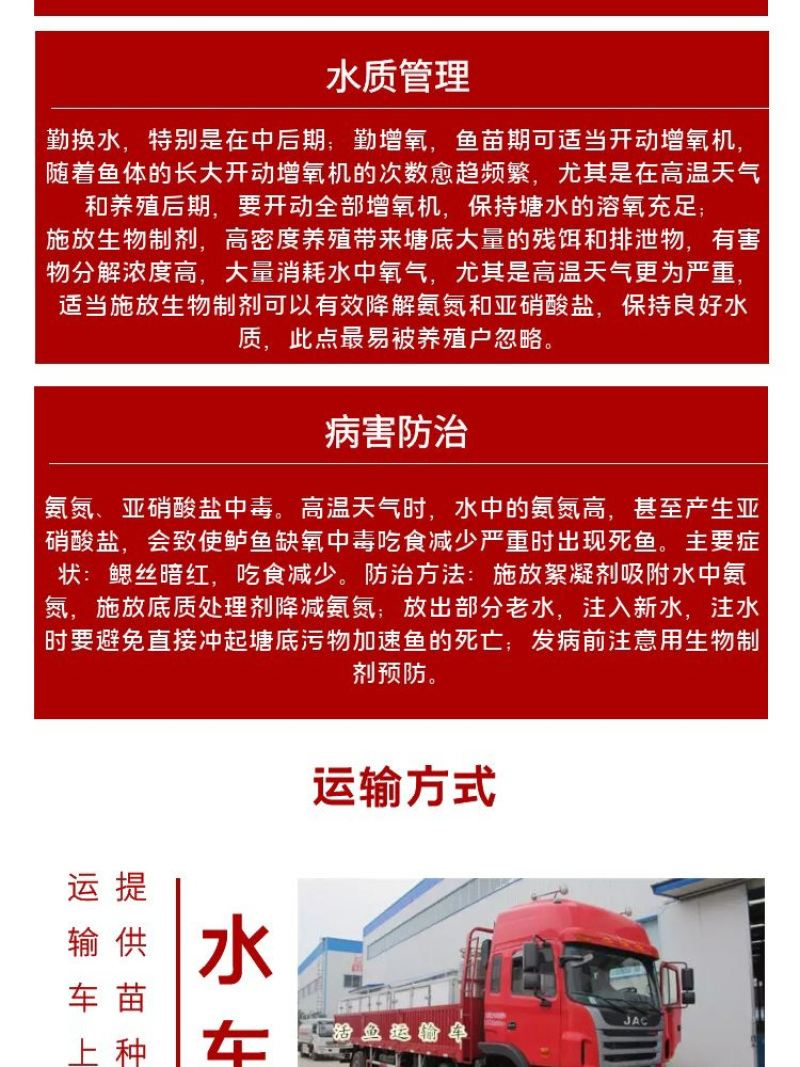 鲈鱼苗批发产地直销运输损耗包赔杂交4-7公分