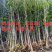 银杏树，1～40公分大量出售，质量好，价格低，基地直供