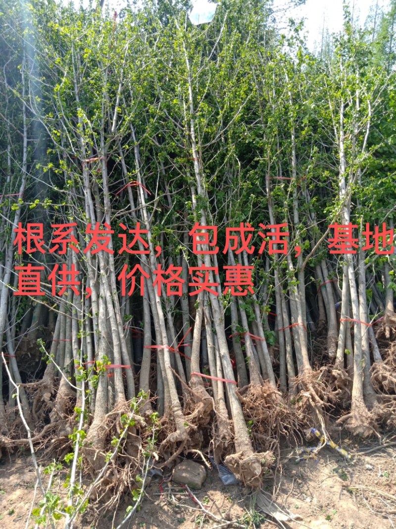 银杏树，1～40公分大量出售，质量好，价格低，基地直供
