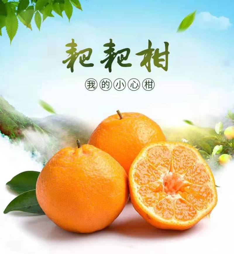 四川渠县春见耙耙柑色黄味甜果面光鲜现摘现发新鲜供应