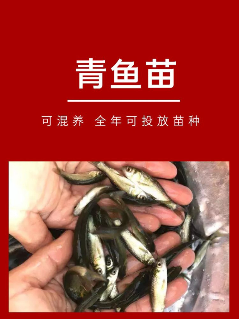 青鱼苗批发产地直销运输损耗包赔杂交4-7公分