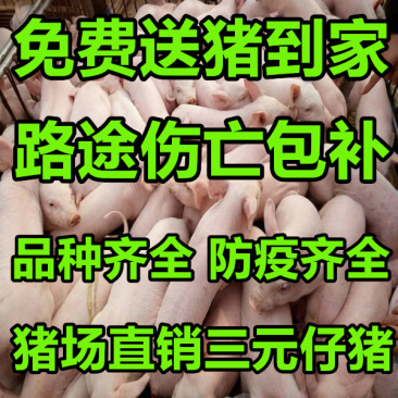 三元仔猪出售，免费送到家。路途死亡包补。品种齐全。